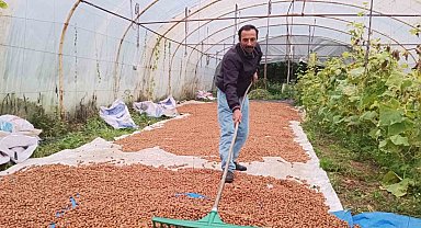 Karadeniz'de dinmeyen yağmurda serada fındık kurutma dönemi