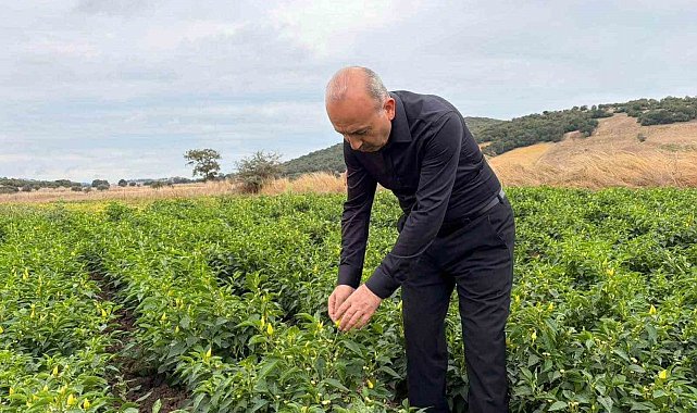 Karesi'de turşuluk biberiye hasadı sürüyor