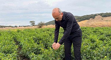 Karesi'de turşuluk biberiye hasadı sürüyor