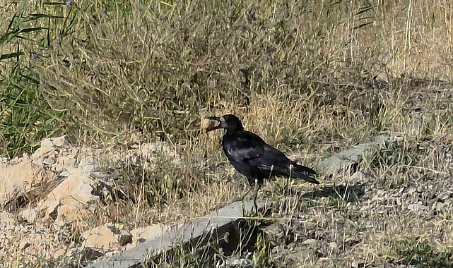 Karga zekasıyla yine hayrete düşürdü