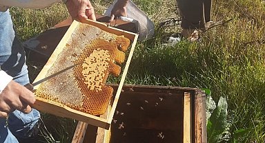 Kars'ta arıcılığa güç, üretime destek: Kovan başına 250 TL'ye kadar destek