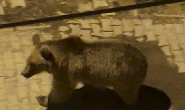 Kars'ta boz ayılar mahalle aralarında cirit attı: Biri gözcü, diğeri peşinden sallana sallana ilerledi