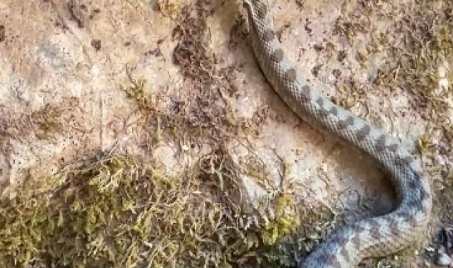 Kastamonu'da boynuzlu engerek yılanı görüldü