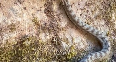 Kastamonu'da boynuzlu engerek yılanı görüldü