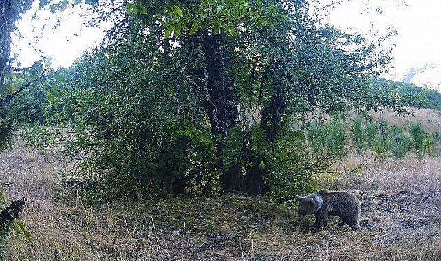 Kastamonu'da yaban hayatı fotokapanlarla görüntülendi
