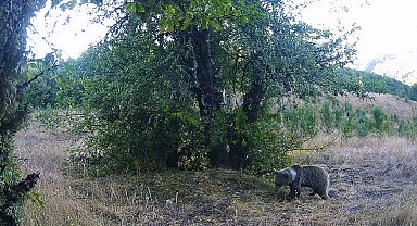 Kastamonu'da yaban hayatı fotokapanlarla görüntülendi