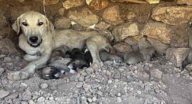 Kayaların arasında sıkışan yavru köpekleri duyarlı vatandaş kurtardı