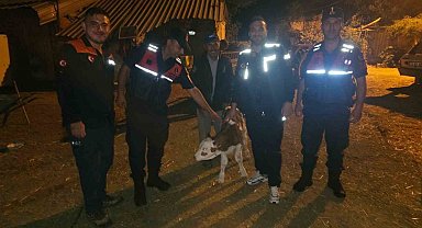 Kayıp büyükbaş hayvan, tarlada doğum yapmış halde bulundu