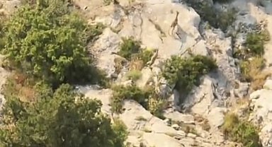 Kazankaya Kanyonu'nda yaban keçileri doğal yaşam alanlarında görüntülendi
