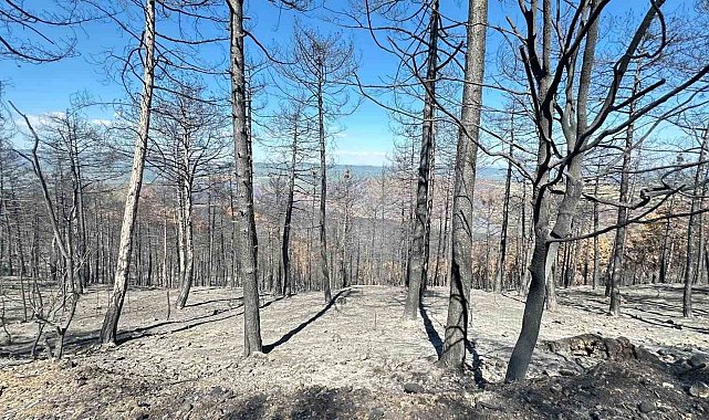 KBÜ'den yangın sonrası ormanların ekonomik ve ekolojik kaybına bilimsel çözüm