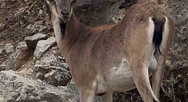 Keban'da dağ keçileri görüntülendi