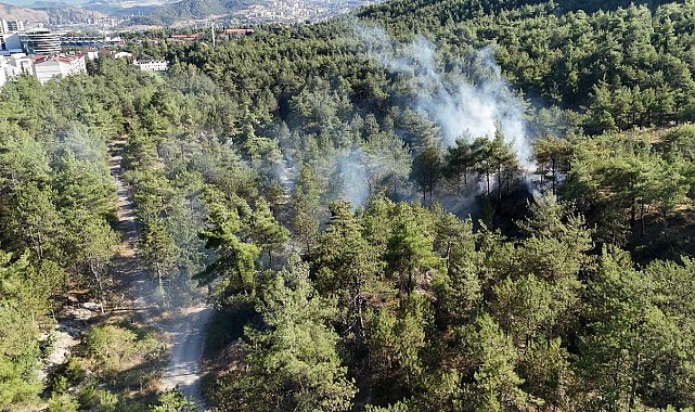 Kent ormanındaki örtü yangını büyümeden söndürüldü