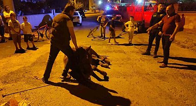 Keşan'da ata şiddet uyguladıkları iddiasıyla 2 kişi hakkında adli işlem başlatıldı