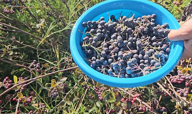 Konya'da aronyalar tek tek toplanıyor