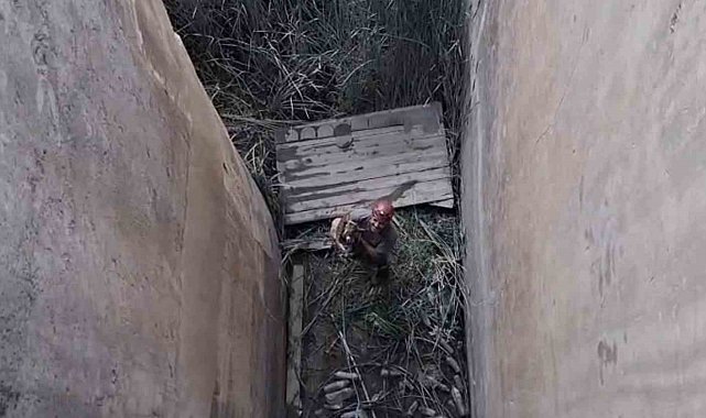 Koruma altındaki dağ keçisi için özel kurtarma operasyonu