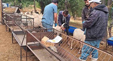 Köşk'te koyun ve keçiler sağlık taramasından geçiriliyor
