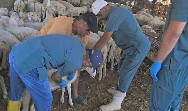 Köşk'te küçükbaş hayvanlara yönelik kimliklendirme çalışmaları sürüyor
