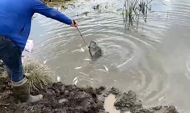 Kura Nehri'nde balık ölümleri: İnceleme başlatıldı
