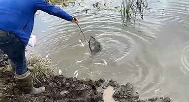Kura Nehri'nde balık ölümleri: İnceleme başlatıldı