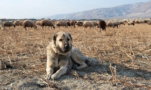 Kurtlarla mücadelede sürünün en büyük güvencesi çoban köpekleri
