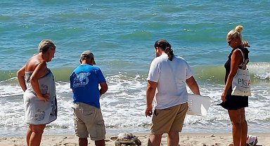 Kuşadası Körfezi'nde 4 deniz kaplumbağası ölü bulundu