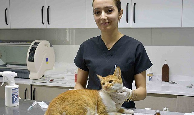 Kuşadası'nda 1 yılda bin 539 sokak kedisi ücretsiz kısırlaştırıldı