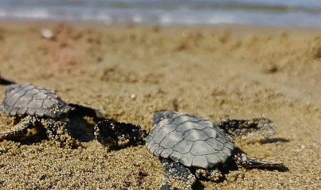 Kuşadası'nda sürpriz caretta caretta çıkışı
