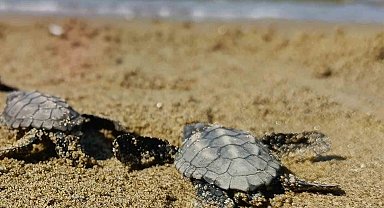 Kuşadası'nda sürpriz caretta caretta çıkışı