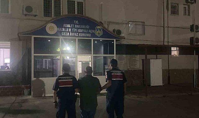 Kuyucak'ta ormanlık alanda kenevir yetiştiren şüpheli suçüstü yakalandı