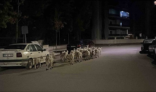 Mahallede 'firari koyun' seferberliği: Ağıldan kaçan koyunlar boş arazide bulundu