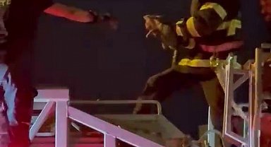 Mahsur kalan kediyi itfaiye ekipleri kurtardı