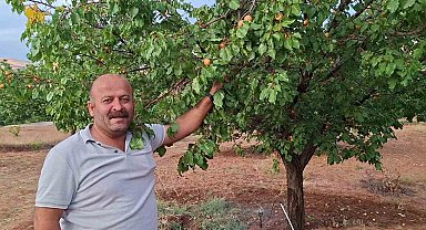 Malatya'da hasattan aylar sonra dalında kayısı bulunan ağaçlar şaşırtıyor