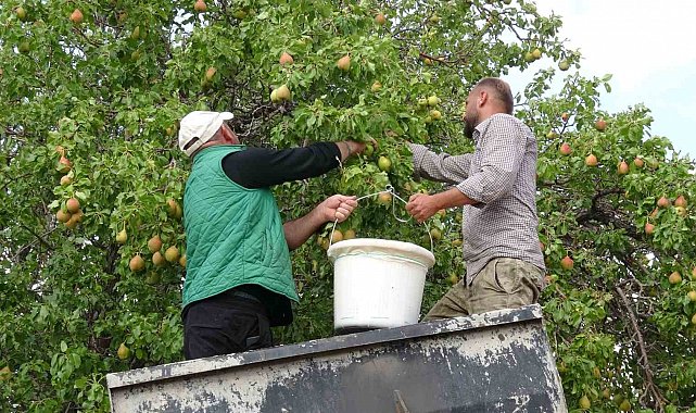Malatya'nın tescilli bal armudunda hasat başladı
