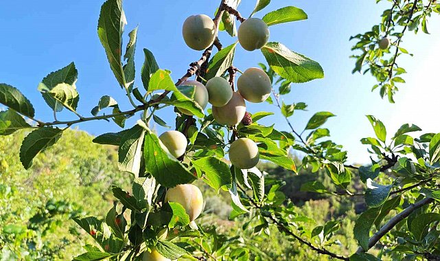 Manisa'da 138 yıllık lezzette hasat başladı