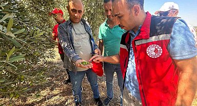Manisa'da 2026 zeytin ve zeytinyağı rekoltesi sahada belirlenecek