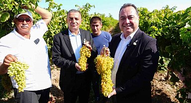 Manisa'da bağbozumu heyecanı başladı