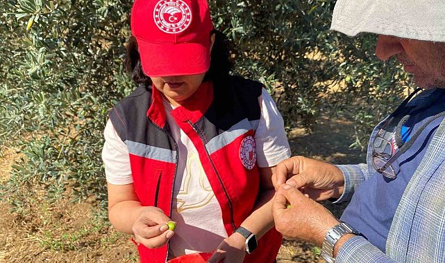 Manisa'da zeytin sineği uyarısı