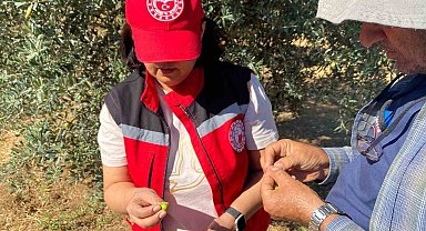 Manisa'da zeytin sineği uyarısı