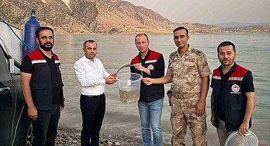 Mardin Ilısu Barajına 1 milyon şabut balığı bırakıldı