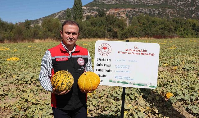 Menteşe'de yayla kavunu ve ata sebzelerinin hasadı yapıldı