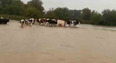 Merayı su bastı, mahsur kalan inekleri sahipleri kurtardı