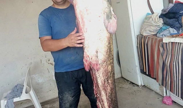 Meriç Nehri'nde 2 metre 45 santimetrelik dev yayın balığı