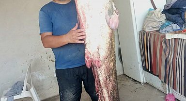 Meriç Nehri'nde 2 metre 45 santimetrelik dev yayın balığı