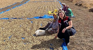 Meriç'te yer fıstığı hasadı başladı