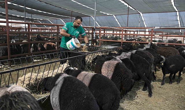 Mersin'de 420 yetiştiriciye 10 bin 500 küçükbaş hayvan desteği