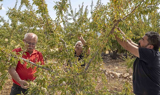 Mersin'de badem fidanları meyve vermeye başladı