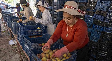 Mersin'de üreticiden alınan şeftaliler Kent Lokantasında vatandaşla buluşacak