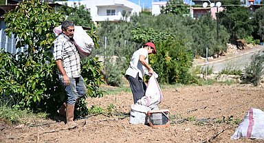 Mersin'de üreticilere 10 bin enginar yumrusu desteği