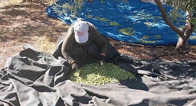 Mersin'de zeytin hasadı başladı: Bahçede 10 ile 60 TL arasında