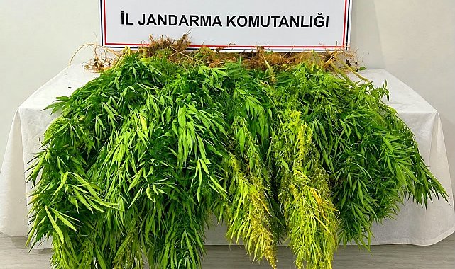 Mısır tarlasından kenevir çıktı: 3 gözaltı